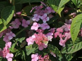 Kleinwüchsige Tellerhortensie 'Koreana', 20-30 cm, Hydrangea serrata 'Koreana', Containerware von Hydrangea serrata 'Koreana'