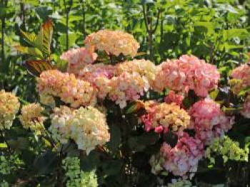 Kleinwüchsige Hortensie 'Preziosa', 20-30 cm, Hydrangea serrata 'Preziosa', Containerware von Hydrangea serrata 'Preziosa'