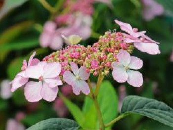 Kleinwüchsige Tellerhortensie 'Rosalba', 20-40 cm, Hydrangea serrata 'Rosalba', Containerware von Hydrangea serrata 'Rosalba'