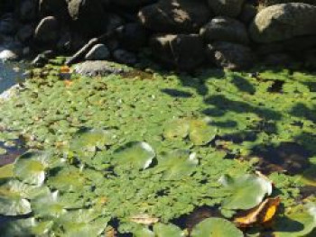 Froschbiss, Hydrocharis morsus-ranae, Topfware von Hydrocharis morsus-ranae