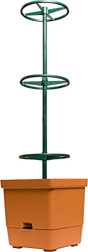 Hydrofarm GCTT Tomatenbaum mit 75 cm hohem Gitter von Hydrofarm