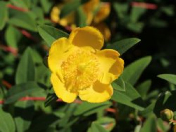 Großblumiges Johanniskraut 'Hidcote', 30-40 cm, Hypericum 'Hidcote', Containerware Großblumiges Johanniskraut 'Hidcote', 30-40 cm, Hypericum 'Hidcote', Containerware von Hypericum 'Hidcote'