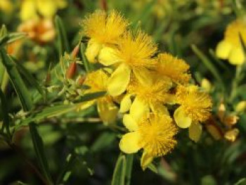 Kanadisches Johanniskraut / Kalmisches Johanniskraut 'Gemo', 30-40 cm, Hypericum kalmianum 'Gemo', Containerware von Hypericum kalmianum 'Gemo'