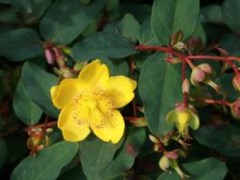 Hohes Johanniskraut, 20-30 cm, Hypericum moserianum, Containerware von Hypericum moserianum