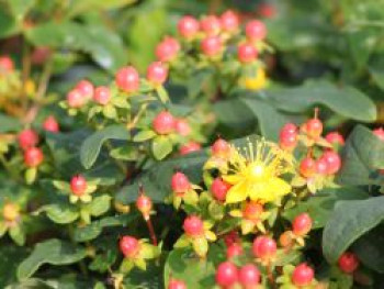 Duftloses Johanniskraut 'Magical Red Star', 30-40 cm, Hypericum x inodorum 'Magical Red Star', Containerware Duftloses Johanniskraut 'Magical Red Star', 30-40 cm, Hypericum x inodorum 'Magical Red Star', Containerware von Hypericum x inodorum 'Magical Red Star'