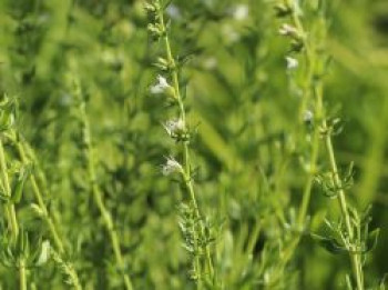 Weißblühender Ysop 'Alba', Hyssopus officinalis 'Alba', Topfware von Hyssopus officinalis 'Alba'