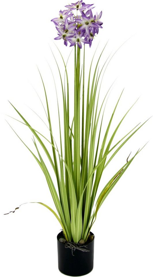 Kunstblume Allium, I.GE.A., Höhe 68 cm, im Topf Kunstblume Allium, I.GE.A., Höhe 68 cm, im Topf von I.GE.A.
