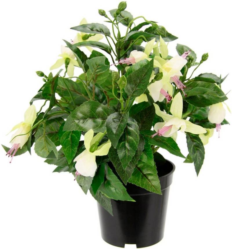 Kunstblume Fuchsien, I.GE.A., Höhe 30 cm, Im Topf Zimmerpflanze Deko Doppelblütenblätter Topfpflanze Hybrid Hort von I.GE.A.