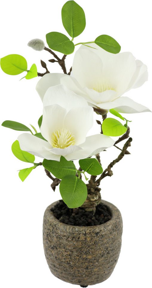 Kunstblume Magnolie im Topf, I.GE.A., Höhe 33 cm, Künstlich wie echt Deko Blume Zimmerpflanze Baum klein Magnolienblüten von I.GE.A.