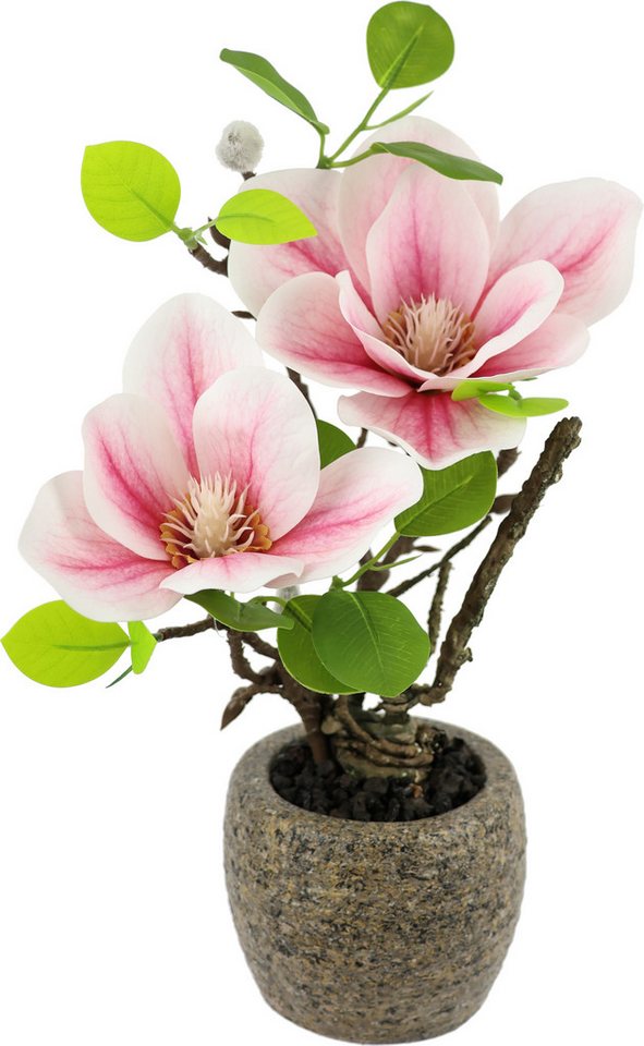 Kunstblume Magnolie im Topf, I.GE.A., Höhe 33 cm, Künstlich wie echt Deko Blume Zimmerpflanze Baum klein Magnolienblüten von I.GE.A.