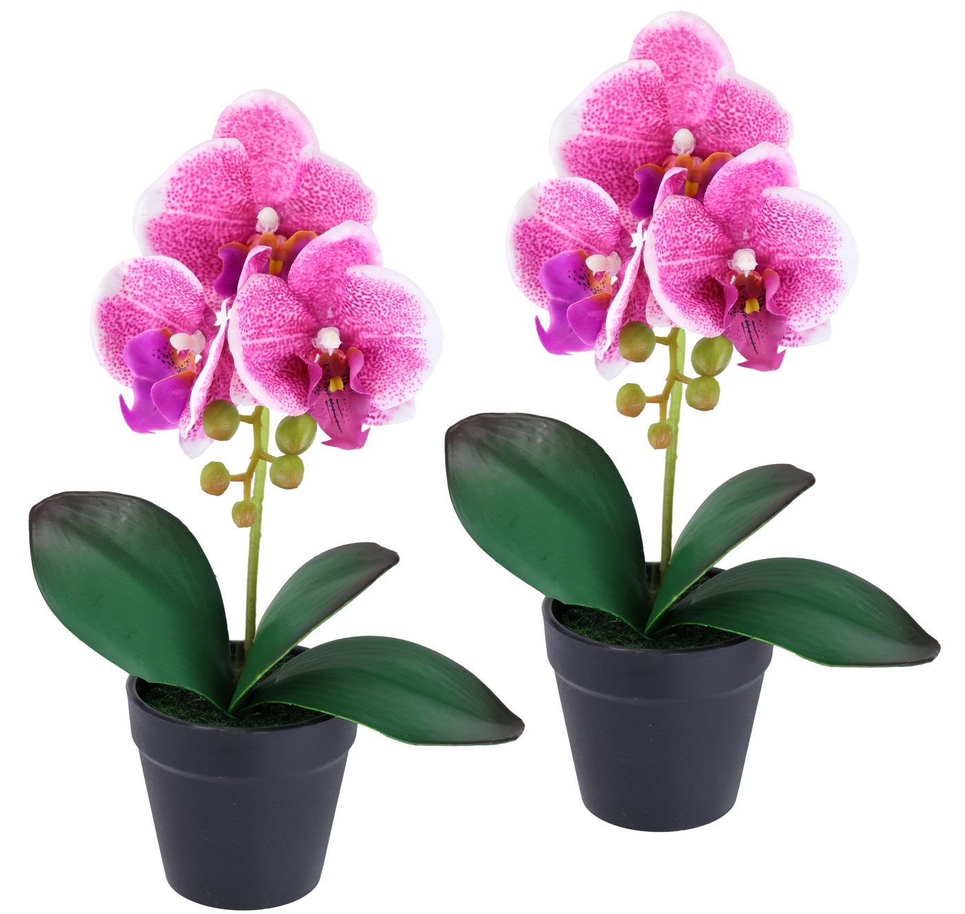 Kunstorchidee Orchidee im Topf 2er Set, I.GE.A., Höhe 30 cm, Künstliche Phalaenopsis 30cm Real Touch Blume Kunstblume Seidenblume Kunstorchidee Orchidee im Topf 2er Set, I.GE.A., Höhe 30 cm, Künstliche Phalaenopsis 30cm Real Touch Blume Kunstblume Seidenblume von I.GE.A.