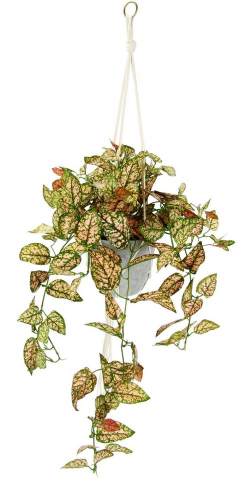 Kunstpflanze Künstliche Fittonia Hängeampel mit Topf Kunstpflanze, I.GE.A., Höhe 80 cm, Topfpflanze Kunstblume von I.GE.A.