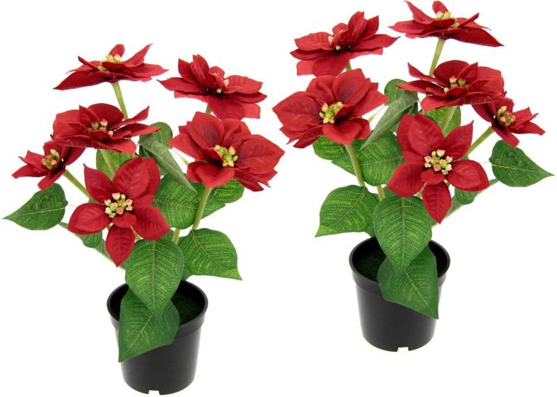 Kunstpflanze Poinsettie Poinsettie, I.GE.A., Höhe 29 cm, im Topf, 2er Set von I.GE.A.