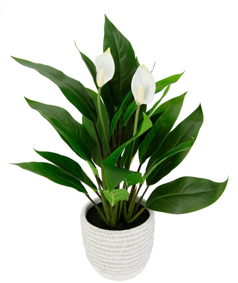 Kunstpflanze Spathiphyllum, I.GE.A., Höhe 48 cm, im Topf Anthurie Calla Flamingoblume exotische Pflanze weiße Blüten von I.GE.A.