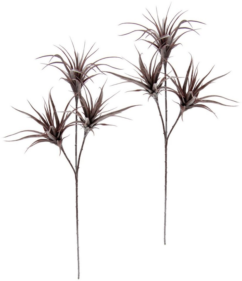Kunstpflanze Tillandsia, I.GE.A., Höhe 63 cm, 2er Set von I.GE.A.