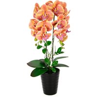 I.GE.A. Kunstblume "Orchidee" Im Topf Phalaenopsis Orchidee Phalaenopsis mit Übertopf Hochzeit I.GE.A. Kunstblume "Orchidee" Im Topf Phalaenopsis Orchidee Phalaenopsis mit Übertopf Hochzeit von I.Ge.A.