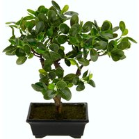 I.GE.A. Kunstbonsai "Ginseng-Bonsai" in Bonsaischale aus Kunststoff I.GE.A. Kunstbonsai "Ginseng-Bonsai" in Bonsaischale aus Kunststoff von I.Ge.A.