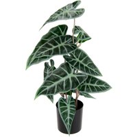 I.GE.A. Kunstpflanze "Calathea", Kunst-Pflanze Seidenblumen ZimmerpflanzeZebrina Alocasia Sanderiana I.GE.A. Kunstpflanze "Calathea", Kunst-Pflanze Seidenblumen ZimmerpflanzeZebrina Alocasia Sanderiana von I.Ge.A.