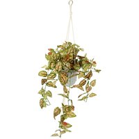 I.GE.A. Kunstpflanze "Künstliche Fittonia Hängeampel mit Topf Kunstpflanze" Topfpflanze Kunstblume I.GE.A. Kunstpflanze "Künstliche Fittonia Hängeampel mit Topf Kunstpflanze" Topfpflanze Kunstblume von I.Ge.A.