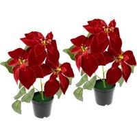 I.GE.A. Kunstpflanze "Samt-Poinsettie", im Topf, 2er Set I.GE.A. Kunstpflanze "Samt-Poinsettie", im Topf, 2er Set von I.Ge.A.