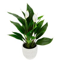 I.GE.A. Kunstpflanze "Spathiphyllum", im Topf Anthurie Calla Flamingoblume exotische Pflanze weiße Blüten I.GE.A. Kunstpflanze "Spathiphyllum", im Topf Anthurie Calla Flamingoblume exotische Pflanze weiße Blüten von I.Ge.A.