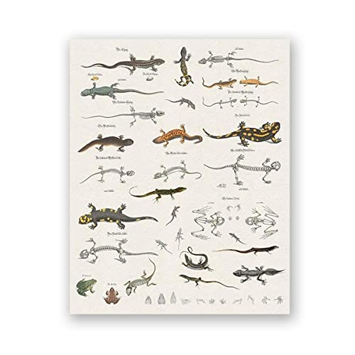 Eidechsenkarte Drucke Reptilien Naturgeschichte Pädagogisches Poster Raumdekor Tier Zoologie Kunst Leinwand Malerei Bild Wanddekor Ungerahmt-30x40cm von IBUKHSDGYIFH