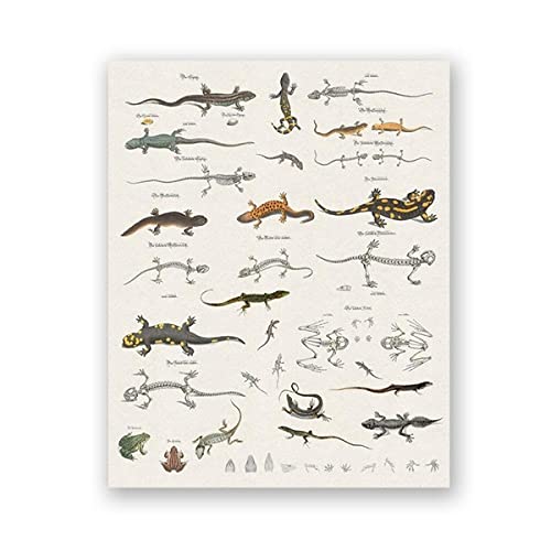 Eidechsenkarte Drucke Reptilien Naturgeschichte Pädagogisches Poster Raumdekor Tier Zoologie Kunst Leinwand Malerei Bild Wanddekor Ungerahmt-30x40cm Eidechsenkarte Drucke Reptilien Naturgeschichte Pädagogisches Poster Raumdekor Tier Zoologie Kunst Leinwand Malerei Bild Wanddekor Ungerahmt-30x40cm von IBUKHSDGYIFH