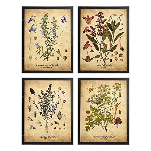 IBUKHSDGYIFH Kräuter botanischer Druck Rosmarin Salbei Thymian Petersilie Küche Wandkunst antike botanische Kräuterpflanze Küchendekor ungerahmt-30x40cmx4 IBUKHSDGYIFH Kräuter botanischer Druck Rosmarin Salbei Thymian Petersilie Küche Wandkunst antike botanische Kräuterpflanze Küchendekor ungerahmt-30x40cmx4 von IBUKHSDGYIFH