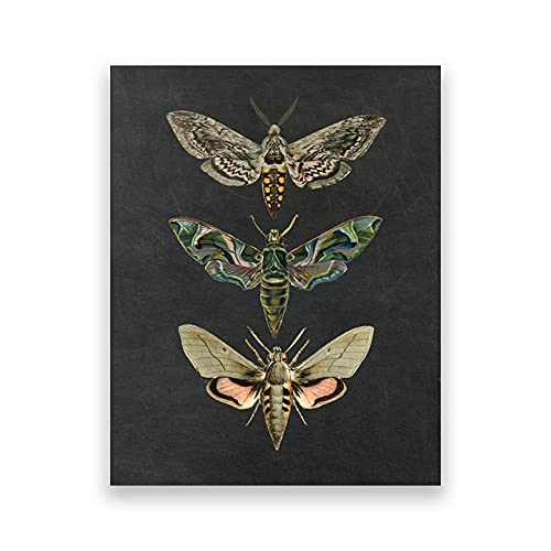 Motte Natur Insekten Drucke Vintage Poster Home Wall Decor Tier Pädagogisches Bild Kinderzimmer Kunst Leinwand Malerei Ungerahmt-30X40cm Motte Natur Insekten Drucke Vintage Poster Home Wall Decor Tier Pädagogisches Bild Kinderzimmer Kunst Leinwand Malerei Ungerahmt-30X40cm von IBUKHSDGYIFH