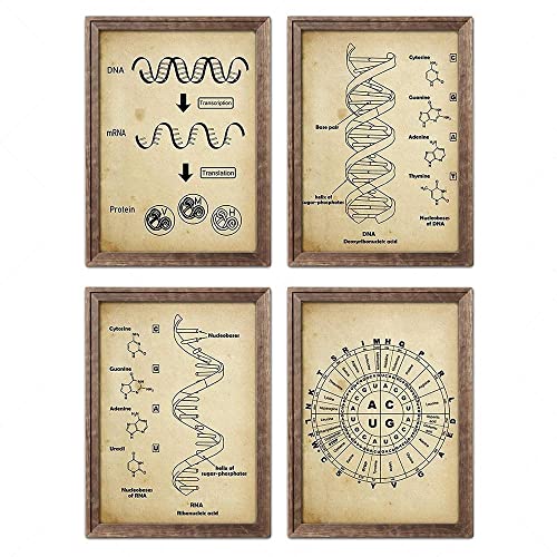 Vintage DNA und RNA genetischen Code Set Wanddekor Kunst Wissenschaft Wandkunst Biologie Kunstwerke Chemie Wand genetischer Code ungerahmt-50x70cmx4 Vintage DNA und RNA genetischen Code Set Wanddekor Kunst Wissenschaft Wandkunst Biologie Kunstwerke Chemie Wand genetischer Code ungerahmt-50x70cmx4 von IBUKHSDGYIFH