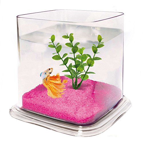 ICA PT072A Betta Paradise, transparent, 13,5 x 15 x 15 cm, 1,9 l, Kies und Kunststoffpflanze enthalten ICA PT072A Betta Paradise, transparent, 13,5 x 15 x 15 cm, 1,9 l, Kies und Kunststoffpflanze enthalten von ICA