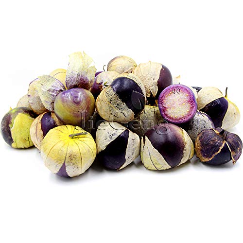 IDEA HIGH Seeds-Purple Tomatillo * 1 Packet 10 's (PCS) * Physalis ixocal * to-ma-Tee-Yo * Biologie * Herb Fruit * Giardino: 1 Paket von IDEA HIGH
