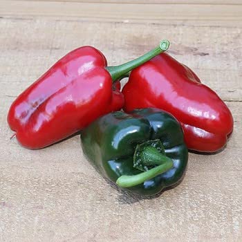 Ancho 101-10 X Pepper Seeds von Idroponica