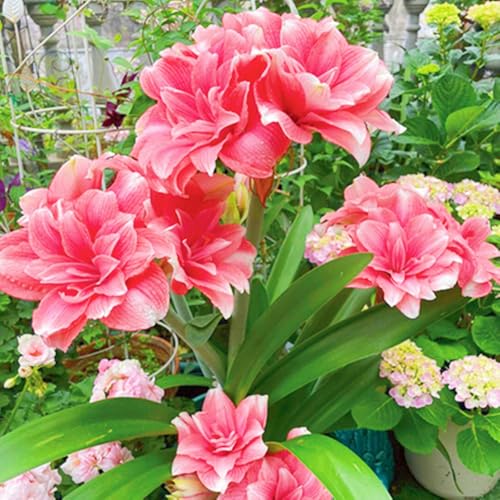 Amaryllis Zwiebeln Winterhart,Seltene Amaryllis Winterhart MehrjäHrig,Schönes Bepflanzen von Staudengärten-3zwiebeln-g Amaryllis Zwiebeln Winterhart,Seltene Amaryllis Winterhart MehrjäHrig,Schönes Bepflanzen von Staudengärten-3zwiebeln-g von IIEDGE