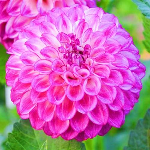 Dahlien Knollen Winterhart Schnelles Wachstum Dahlie Winterhart Dahlienzwiebeln Seltene Schönes Bepflanzen von Staudengärten-10Knollen-d Dahlien Knollen Winterhart Schnelles Wachstum Dahlie Winterhart Dahlienzwiebeln Seltene Schönes Bepflanzen von Staudengärten-10Knollen-d von IIEDGE