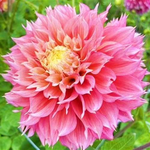 Dahlien Knollen Winterhart Schnelles Wachstum Dahlie Winterhart Dahlienzwiebeln Seltene Schönes Bepflanzen von Staudengärten-2Knollen-f Dahlien Knollen Winterhart Schnelles Wachstum Dahlie Winterhart Dahlienzwiebeln Seltene Schönes Bepflanzen von Staudengärten-2Knollen-f von IIEDGE