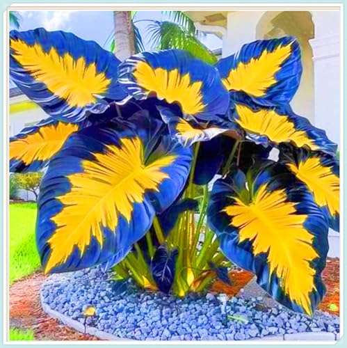 Elefantenohr knolle Elefantenohr pflanze Bestes Geschenk Elefantenohr knolle Winterhart,Schönes Bepflanzen von Staudengärten-8knollen-b Elefantenohr knolle Elefantenohr pflanze Bestes Geschenk Elefantenohr knolle Winterhart,Schönes Bepflanzen von Staudengärten-8knollen-b von IIEDGE