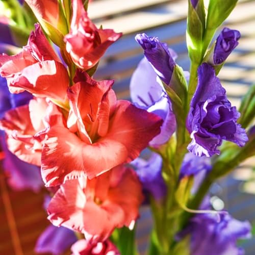 Gladiolen Zwiebeln Winterhart,Seltene Gladiole Winterhart MehrjäHrig,Gladiolenpflanze Schönes Bepflanzen von Staudengärten-5zwiebeln-a Gladiolen Zwiebeln Winterhart,Seltene Gladiole Winterhart MehrjäHrig,Gladiolenpflanze Schönes Bepflanzen von Staudengärten-5zwiebeln-a von IIEDGE