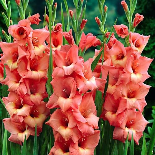 Gladiolen Zwiebeln Winterhart,Seltene Gladiole Winterhart MehrjäHrig,Seltene Gladiole Gladiolenpflanze Schönes Bepflanzen von Staudengärten-3zwiebeln-c Gladiolen Zwiebeln Winterhart,Seltene Gladiole Winterhart MehrjäHrig,Seltene Gladiole Gladiolenpflanze Schönes Bepflanzen von Staudengärten-3zwiebeln-c von IIEDGE