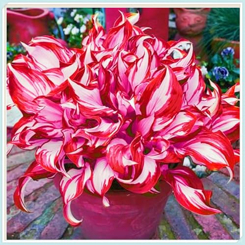 Hosta Pflanze Hosta zwiebeln Winterhart Bestes Geschenk Einfaches Pflanzen Seltene Pflanzen Schönes Bepflanzen von Staudengärten-15zwiebeln-e Hosta Pflanze Hosta zwiebeln Winterhart Bestes Geschenk Einfaches Pflanzen Seltene Pflanzen Schönes Bepflanzen von Staudengärten-15zwiebeln-e von IIEDGE