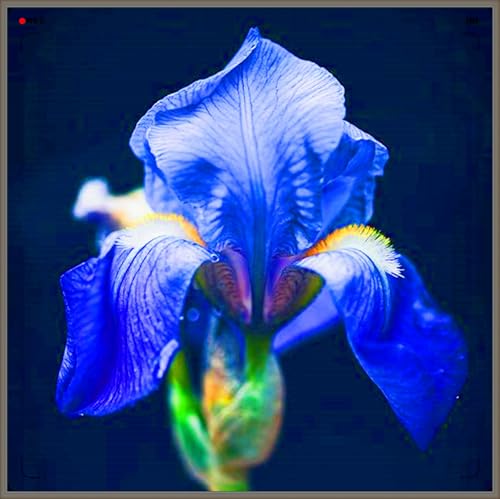 Iris Winterhart,Schnelles Wachstum Iris Rhizome Seltene Iris Rhizome Winterhart Schönes Bepflanzen von Staudengärten-8zwiebeln-g Iris Winterhart,Schnelles Wachstum Iris Rhizome Seltene Iris Rhizome Winterhart Schönes Bepflanzen von Staudengärten-8zwiebeln-g von IIEDGE