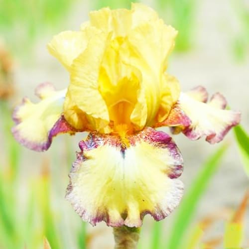 Iris Zwiebeln Iris Zwiebeln Winterhart Seltene Iris Winterhart,Schönes Bepflanzen von Staudengärten von IIEDGE