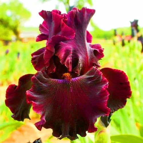 Iris Zwiebeln Iris Zwiebeln Winterhart Seltene Iris Winterhart,Schönes Bepflanzen von Staudengärten von IIEDGE