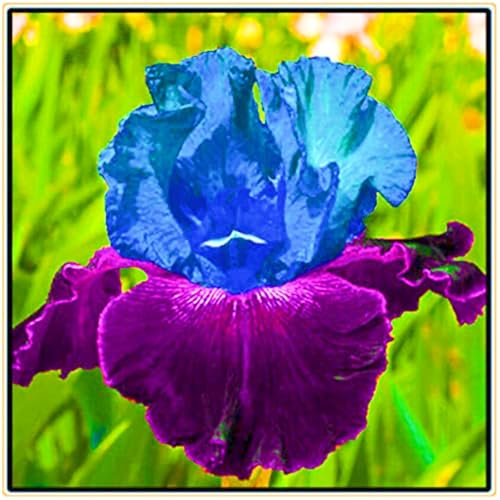 Iris Zwiebeln Iris Zwiebeln Winterhart Seltene Iris Winterhart,Schönes Bepflanzen von Staudengärten von IIEDGE