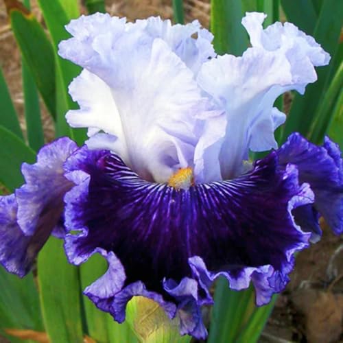 Iris Zwiebeln Iris Zwiebeln Winterhart Seltene Iris Winterhart,Schönes Bepflanzen von Staudengärten von IIEDGE