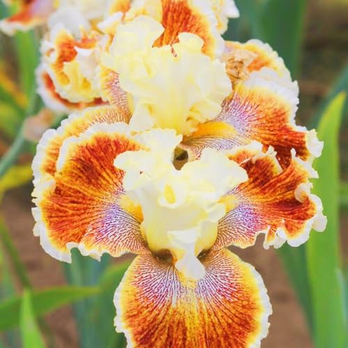 Iris Zwiebeln Iris Zwiebeln Winterhart Seltene Iris Winterhart,Schönes Bepflanzen von Staudengärten von IIEDGE