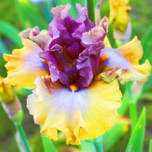 Iris Zwiebeln Iris Zwiebeln Winterhart Seltene Iris Winterhart,Schönes Bepflanzen von Staudengärten von IIEDGE