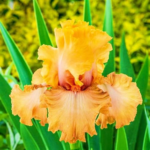 Iris Zwiebeln Iris Zwiebeln Winterhart Seltene Iris Winterhart,Schönes Bepflanzen von Staudengärten von IIEDGE