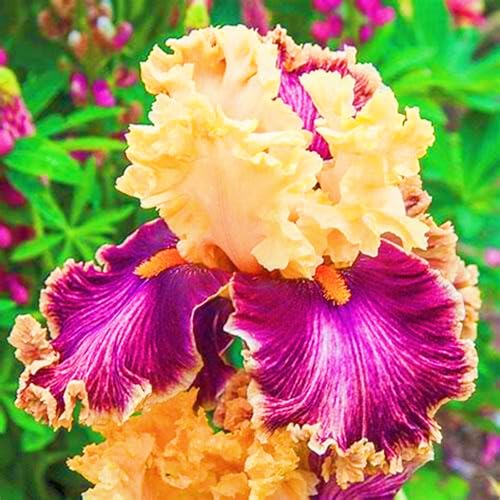 Iris Zwiebeln Seltene Iris Winterhart,Iris Zwiebeln Winterhart Schönes Bepflanzen von Staudengärten-6zwiebeln-a Iris Zwiebeln Seltene Iris Winterhart,Iris Zwiebeln Winterhart Schönes Bepflanzen von Staudengärten-6zwiebeln-a von IIEDGE
