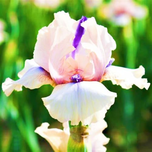 Iris Zwiebeln Winterhart Seltene Iris Winterhart,Iris Zwiebeln Schönes Bepflanzen von Staudengärten-15zwiebeln-e Iris Zwiebeln Winterhart Seltene Iris Winterhart,Iris Zwiebeln Schönes Bepflanzen von Staudengärten-15zwiebeln-e von IIEDGE